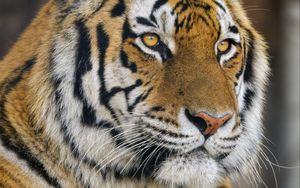 Preview wallpaper tiger, glance, predator, wildlife