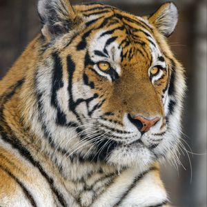 Preview wallpaper tiger, glance, predator, wildlife