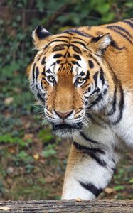 Preview wallpaper tiger, glance, predator, animal, wildlife