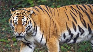 Preview wallpaper tiger, glance, predator, animal, wildlife