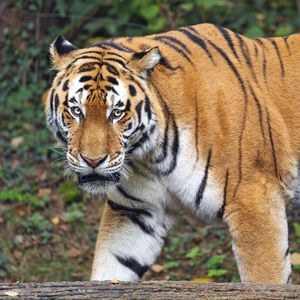 Preview wallpaper tiger, glance, predator, animal, wildlife