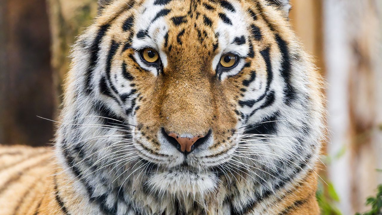 Wallpaper tiger, glance, predator, animal, wildlife, paws