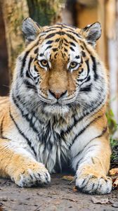 Preview wallpaper tiger, glance, predator, animal, wildlife, paws
