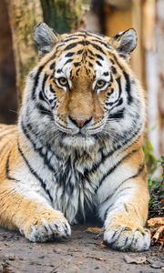 Preview wallpaper tiger, glance, predator, animal, wildlife, paws