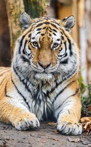 Preview wallpaper tiger, glance, predator, animal, wildlife, paws