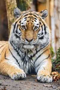 Preview wallpaper tiger, glance, predator, animal, wildlife, paws