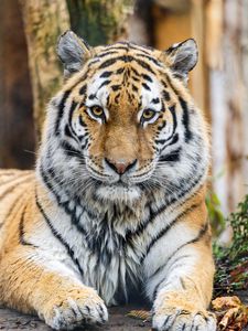 Preview wallpaper tiger, glance, predator, animal, wildlife, paws