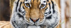 Preview wallpaper tiger, glance, predator, animal, wildlife, paws