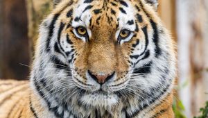 Preview wallpaper tiger, glance, predator, animal, wildlife, paws