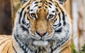 Preview wallpaper tiger, glance, predator, animal, wildlife, paws