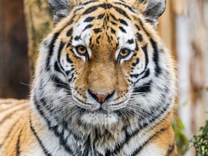 Preview wallpaper tiger, glance, predator, animal, wildlife, paws