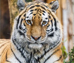 Preview wallpaper tiger, glance, predator, animal, wildlife, paws