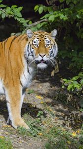 Preview wallpaper tiger, glance, stripes, predator, animal