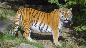 Preview wallpaper tiger, glance, stripes, predator, animal
