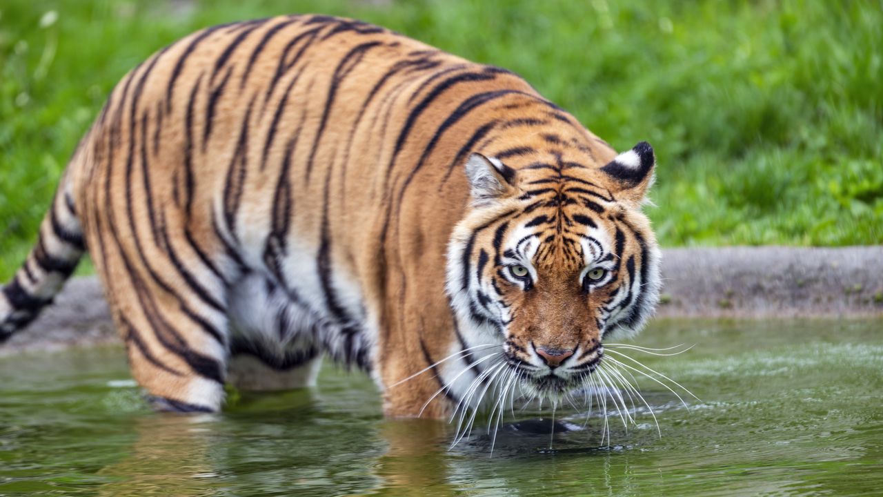 Wallpaper tiger, glance, water, predator, animal
