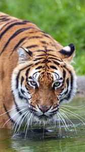 Preview wallpaper tiger, glance, water, predator, animal