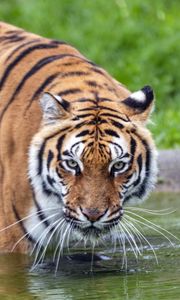Preview wallpaper tiger, glance, water, predator, animal