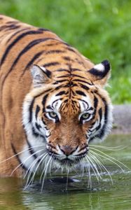 Preview wallpaper tiger, glance, water, predator, animal