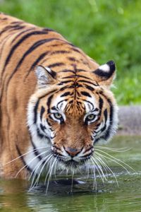 Preview wallpaper tiger, glance, water, predator, animal