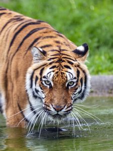 Preview wallpaper tiger, glance, water, predator, animal