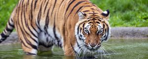 Preview wallpaper tiger, glance, water, predator, animal