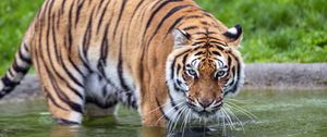 Preview wallpaper tiger, glance, water, predator, animal