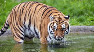 Preview wallpaper tiger, glance, water, predator, animal