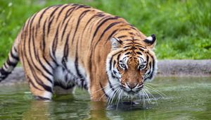 Preview wallpaper tiger, glance, water, predator, animal
