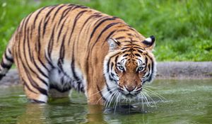 Preview wallpaper tiger, glance, water, predator, animal