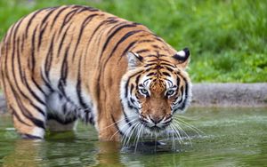 Preview wallpaper tiger, glance, water, predator, animal