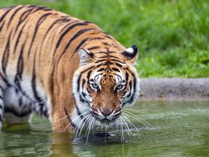 Preview wallpaper tiger, glance, water, predator, animal