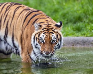 Preview wallpaper tiger, glance, water, predator, animal
