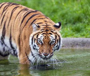 Preview wallpaper tiger, glance, water, predator, animal