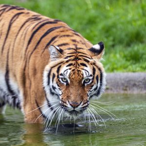 Preview wallpaper tiger, glance, water, predator, animal