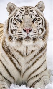Preview wallpaper tiger, glance, wildlife, big cat, animal, white