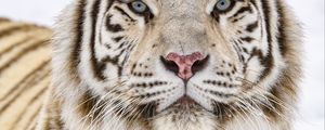 Preview wallpaper tiger, glance, wildlife, big cat, animal, white