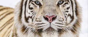 Preview wallpaper tiger, glance, wildlife, big cat, animal, white