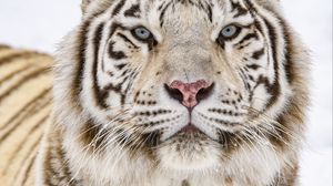 Preview wallpaper tiger, glance, wildlife, big cat, animal, white