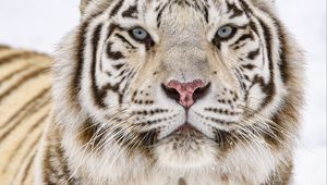 Preview wallpaper tiger, glance, wildlife, big cat, animal, white