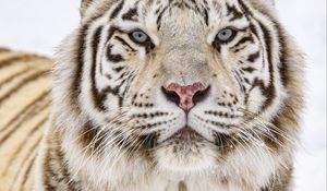 Preview wallpaper tiger, glance, wildlife, big cat, animal, white
