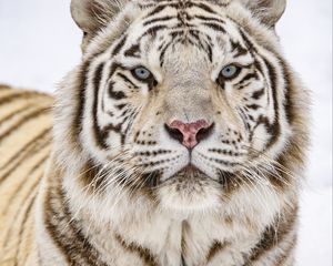 Preview wallpaper tiger, glance, wildlife, big cat, animal, white