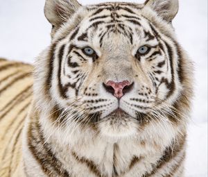 Preview wallpaper tiger, glance, wildlife, big cat, animal, white