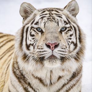 Preview wallpaper tiger, glance, wildlife, big cat, animal, white