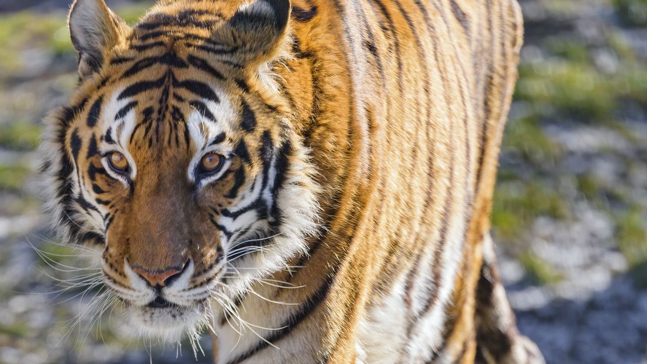 Wallpaper tiger, glance, wildlife, big cat, predator