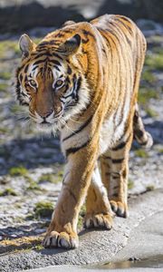 Preview wallpaper tiger, glance, wildlife, big cat, predator