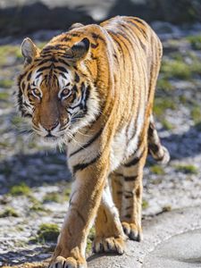 Preview wallpaper tiger, glance, wildlife, big cat, predator