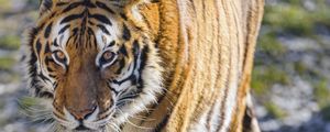 Preview wallpaper tiger, glance, wildlife, big cat, predator