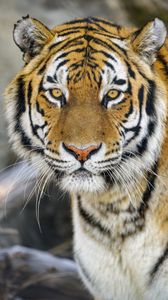 Preview wallpaper tiger, glance, wildlife, big cat, animal