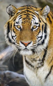 Preview wallpaper tiger, glance, wildlife, big cat, animal