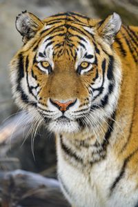 Preview wallpaper tiger, glance, wildlife, big cat, animal